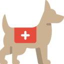 animals,mammal,pet,animal,canine,rescue dog